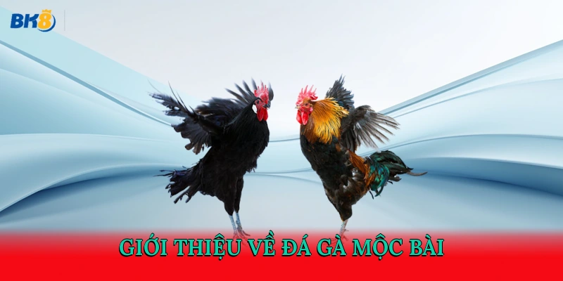 Giới thiệu về đá gà Mộc Bài